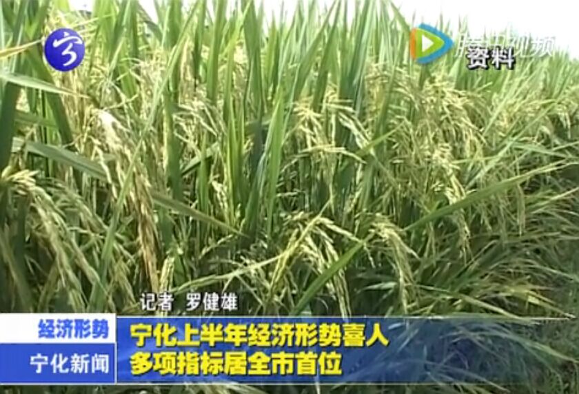 寧化上半年經濟形勢喜人  多項指標居全市首位