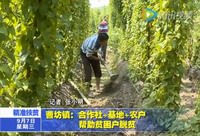 曹坊鎮：合作社+基地+農戶幫助貧困戶脫貧