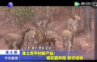 淮土青平村新產業(yè)：梅花鹿養(yǎng)殖助農增收