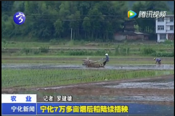 寧化7萬多畝煙后稻陸續插秧