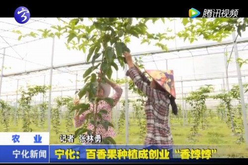 寧化：百香果種植成創業“香餑餑”