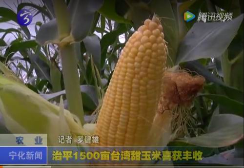 治平1500畝臺灣甜玉米喜獲豐收