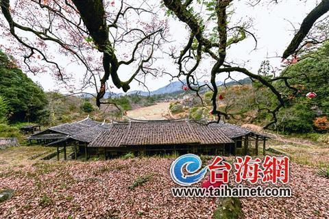 德化百年古楓 引眾多游客和攝影愛好者前來觀賞