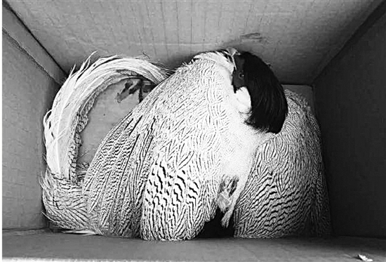 被獵殺的兩只白鷴。