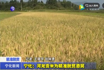 寧化：河龍貢米為精準脫貧添翼