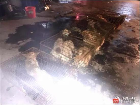 警方當時在現場解救了21只狗狗，