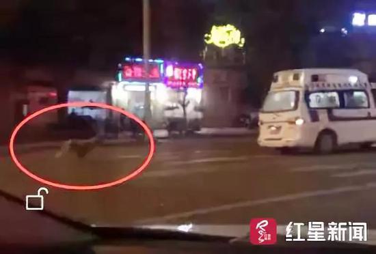 視頻截圖，金毛犬追著救護車