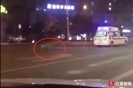 視頻截圖，金毛犬追著救護車