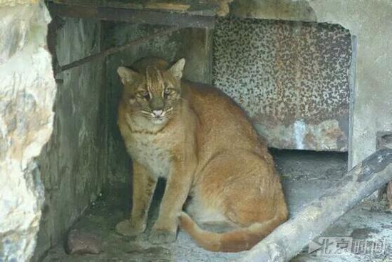 杭州動物園的華南金貓