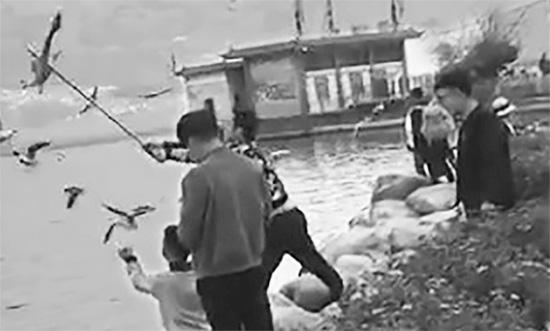 男游客在洱海邊“棒打”海鷗。春城晚報(bào) 圖