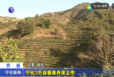 寧化3萬畝春茶開采上市