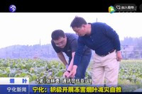 寧化：積極開展凍害煙葉減災(zāi)自救