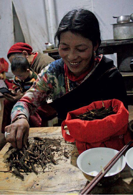  晚上9點，卓瑪英宗一家吃罷晚飯，清點一天的收獲：四口人一天采挖240余枚蟲草。