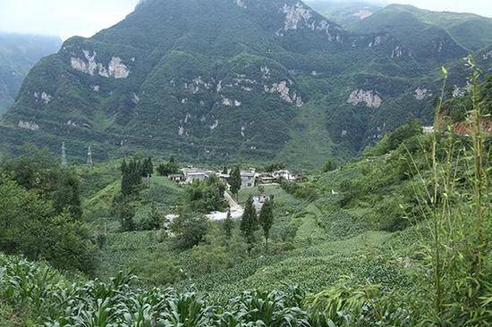  玉碗鎮(zhèn)大多種植烤煙