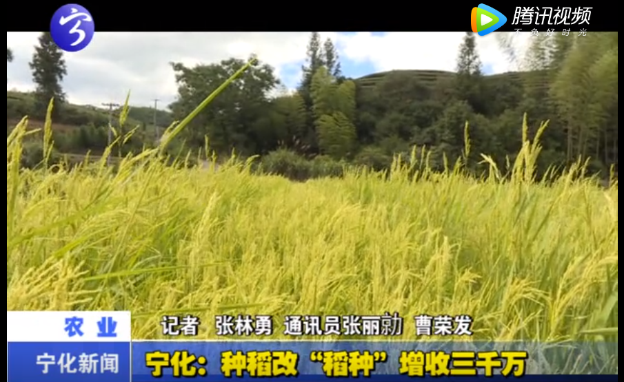 寧化：種稻改“稻種”增收三千萬
