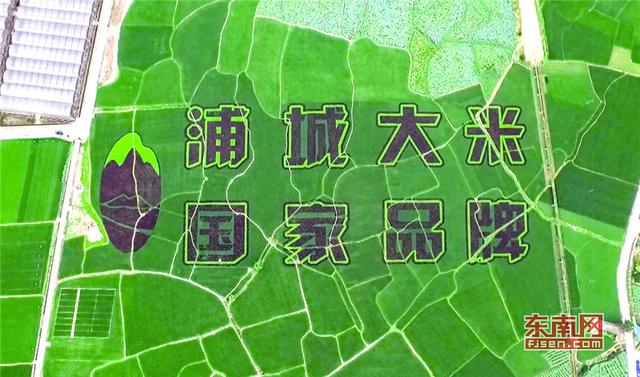 福建打造稻田藝術省份 助力鄉村振興