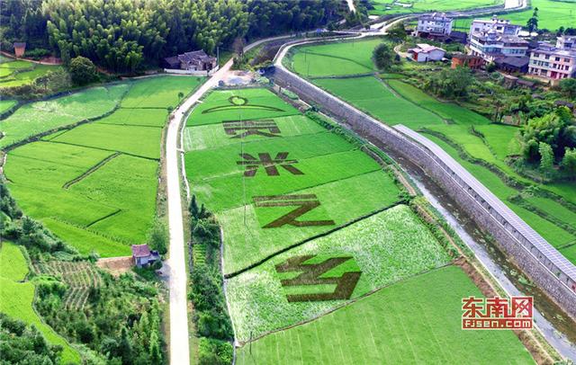 福建打造稻田藝術省份 助力鄉村振興