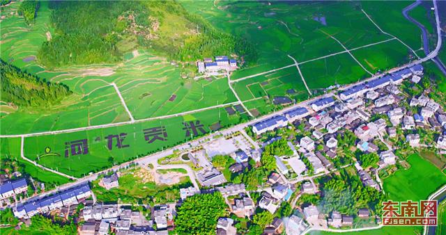 寧化河龍繪出壯美“稻田畫”