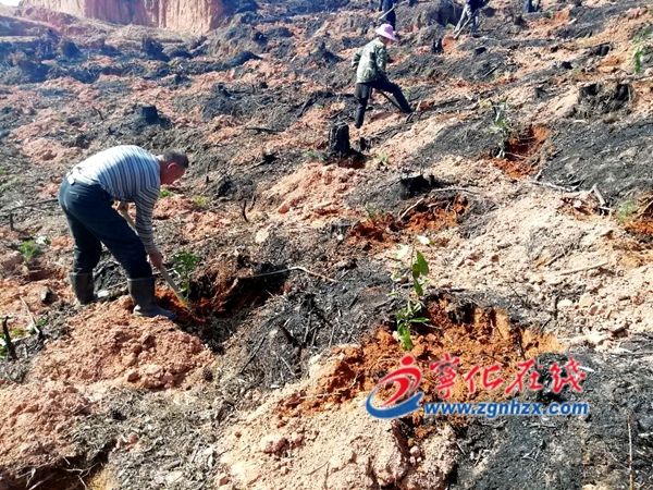 寧化：植樹造林綠美山鄉
