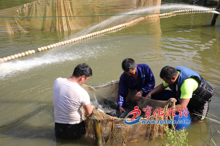 生態養魚 摘帽脫貧