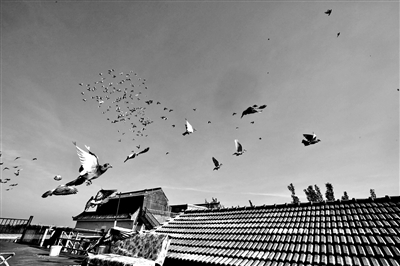 7萬羽和平鴿亮相國之大典 信鴿育種飼養馴放皆有門道