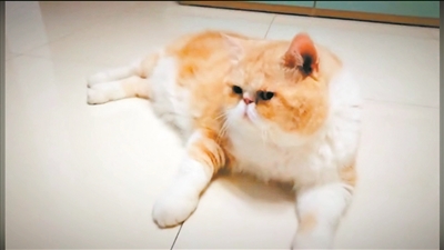 “90后”樂做寵托師 行業剛起步卻受年輕人熱捧