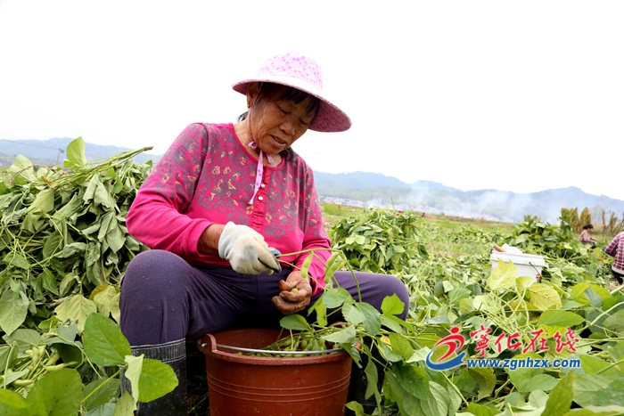 寧化湖村鎮(zhèn):700畝毛豆助農(nóng)增收