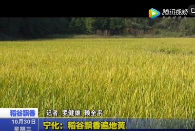 寧化:稻谷飄香遍地黃
