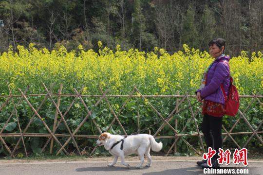 多城出臺(tái)養(yǎng)犬新政 縱犬、虐犬都將面臨重罰！