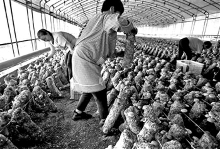 有機(jī)蔬菜如何真正走上百姓餐桌?