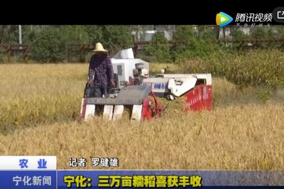 寧化：三萬畝糥稻喜獲豐收