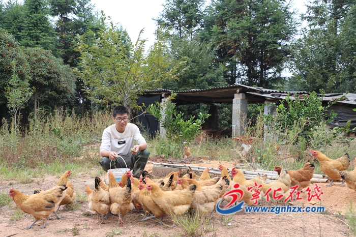讓生態(tài)雞“飛”上市民餐桌