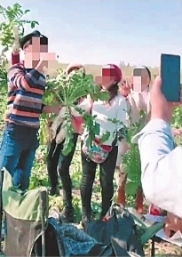 “全部免費”引幾千人瘋搶蘿卜 菜農損失超40萬元