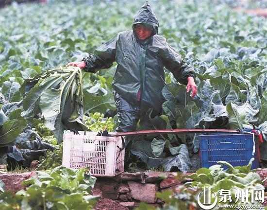 在鯉城浮橋蔬菜基地,菜農冒著雨收花菜。 (王柏峰 攝)