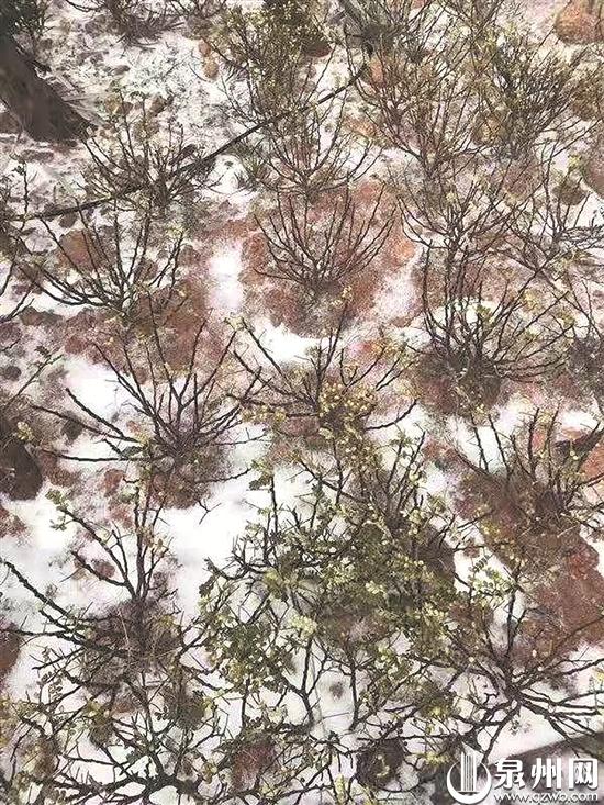 昨日泉州迎初雪 氣溫仍在降 今明或現霧凇美景