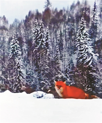 紅狐現身引熱議 專家：人工養殖后放生的可能性較大