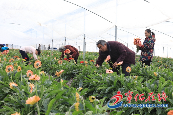 寧化安樂(lè)鎮(zhèn)洋坊花卉采摘忙
