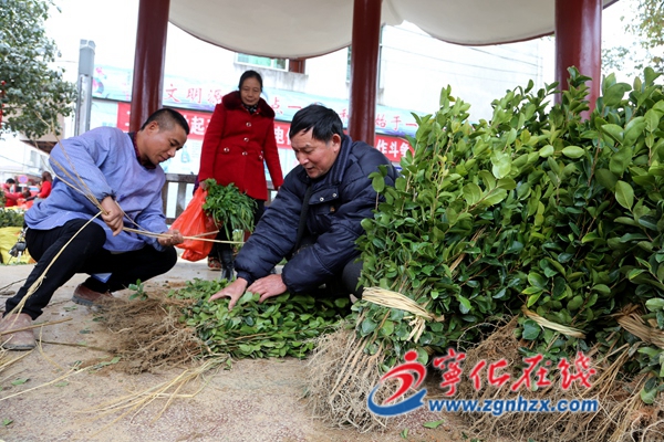 寧化：春來苗木銷售旺