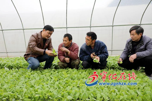 寧化：煙田開春早，煙農(nóng)移栽忙