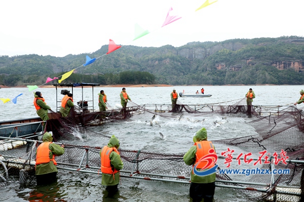 新春走基層｜泰寧水際村：抱團發展結碩果