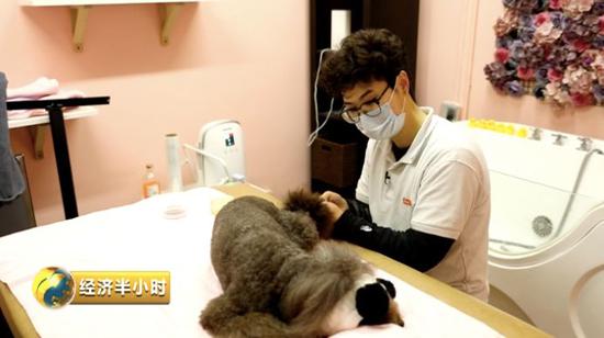 狗狗SPA美容項(xiàng)目