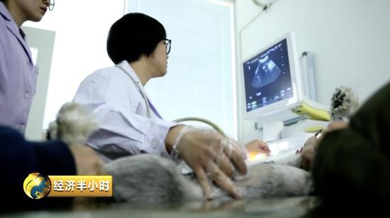 動(dòng)物影像團(tuán)隊(duì)