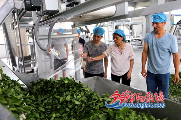 郭雅玲：“科特派”點茶成“金”