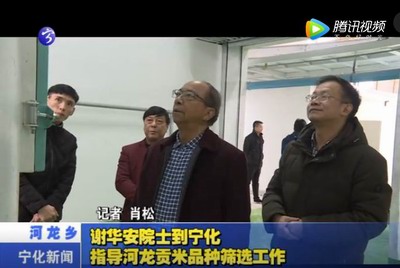 謝華安院士到寧化指導(dǎo)河龍貢米品種篩選工作