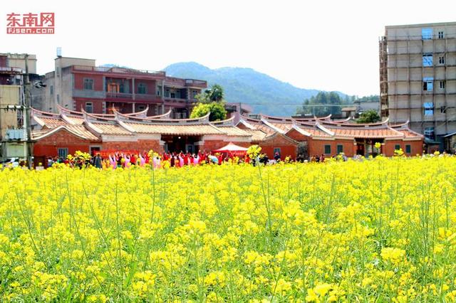 花海暢游 泉州洛江虹山油菜花文化節(jié)開幕