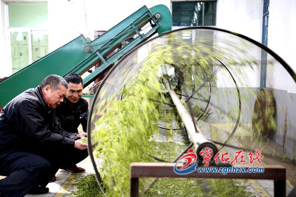 寧化3萬畝春茶開采上市