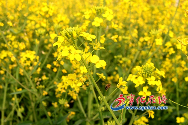 寧化淮土鎮：花開沃野香正濃