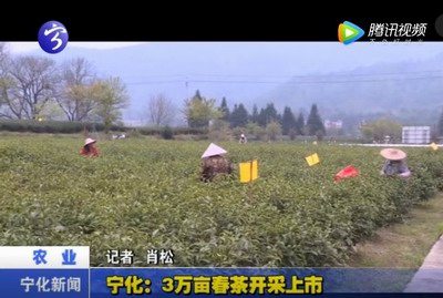 寧化：3萬(wàn)畝春茶開采上市