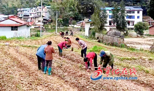 寧化安樂鎮種植60余畝七葉膽