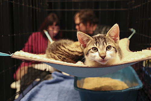 貓也能成為大生意。新華社記者王迎攝